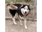 Adopt ALMA a Black Husky / Mixed dog in Pt. Richmond, CA (34981502)