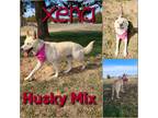 Adopt Xena a White Husky / German Shepherd Dog / Mixed dog in Ashdown