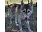 Adopt Anastasia a Husky / Mixed dog in Eufaula, OK (35214036)
