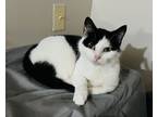 Adopt Bridget a Black & White or Tuxedo Domestic Shorthair (short coat) cat in