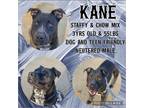 Adopt Kane a Black - with White Staffordshire Bull Terrier / Chow Chow / Mixed