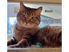 Adopt Bindi a All Black Domestic Shorthair / Domestic Shorthair / Mixed cat in
