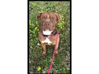 Adopt Bradley a Brown/Chocolate American Staffordshire Terrier dog in Tuckerton