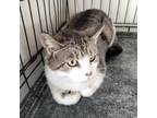 Adopt Grace a Gray or Blue Domestic Shorthair / Mixed cat in New York