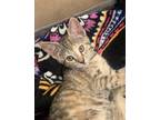 Adopt Teddy a Tan or Fawn Tabby Domestic Shorthair (short coat) cat in
