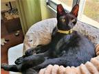 Adopt Minx a All Black Domestic Shorthair (short coat) cat in Orange