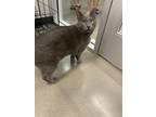 Adopt Dusty - Petsmart a Spotted Tabby/Leopard Spotted Domestic Shorthair cat in