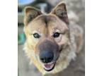 Adopt Benji a Brown/Chocolate - with Tan Jindo / Samoyed / Mixed dog in Los