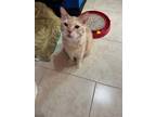 Adopt Bobby a Orange or Red Tabby Domestic Mediumhair (short coat) cat in Howey