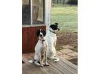 Adopt Oreo a White - with Black Hound (Unknown Type) dog in Norristown