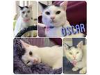 Adopt Oscar a White (Mostly) Domestic Shorthair (short coat) cat in Hollister