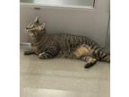 Adopt Snacks - Petsmart a Spotted Tabby/Leopard Spotted Domestic Shorthair cat