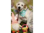 Adopt DJ a White - with Tan, Yellow or Fawn Great Pyrenees / Mixed dog in East
