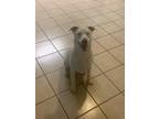 Adopt Nova a Tan/Yellow/Fawn Labrador Retriever / Mixed Breed (Medium) / Mixed