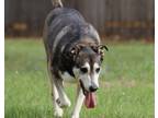 Adopt Mia a Gray/Silver/Salt & Pepper - with White Husky / Mixed dog in
