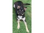 Adopt Lila a Black - with Brown, Red, Golden, Orange or Chestnut Australian