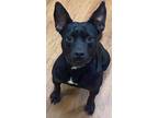 Adopt JoJo a Black Labrador Retriever / Mixed dog in PLANO, TX (34916814)