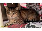 Adopt Gordie (Cocoa Adoption Center) a Brown or Chocolate Domestic Shorthair /