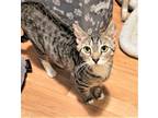 Adopt Sheba a Brown Tabby Domestic Shorthair (short coat) cat in Orange