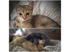 Adopt Nalya a Spotted Tabby/Leopard Spotted Domestic Shorthair / Mixed (short