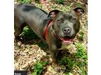 Adopt Rosie a Gray/Silver/Salt & Pepper - with White Pit Bull Terrier / Mixed