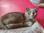 Adopt Jareth a Gray or Blue Domestic Shorthair (short coat) cat in Greensburg