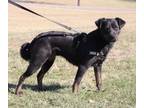 Adopt Blossom a Black - with Tan, Yellow or Fawn Australian Cattle Dog /