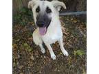 Adopt Bailey a White - with Tan, Yellow or Fawn Great Pyrenees / Shepherd