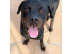 Adopt Bronson a Black - with Tan, Yellow or Fawn Rottweiler / Mixed dog in