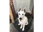 Adopt Macon a White - with Tan, Yellow or Fawn Shepherd (Unknown Type) /