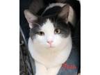 Adopt Boca a White (Mostly) Domestic Shorthair (short coat) cat in Colfax