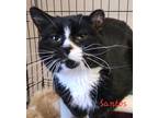 Adopt Santos a Black & White or Tuxedo Domestic Shorthair (short coat) cat in