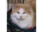 Adopt Sergi a Cream or Ivory (Mostly) Domestic Longhair (long coat) cat in