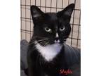 Adopt Shyla a Black & White or Tuxedo Domestic Shorthair (short coat) cat in