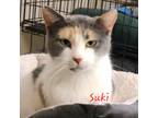 Adopt Suki a Calico or Dilute Calico Domestic Shorthair (short coat) cat in