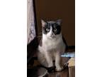 Adopt Maya a Black & White or Tuxedo Domestic Shorthair (short coat) cat in