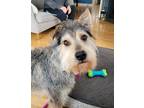 Adopt River a Gray/Blue/Silver/Salt & Pepper Schnauzer (Standard) / Mixed dog in