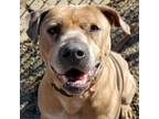 Adopt Packer a White - with Tan, Yellow or Fawn Labrador Retriever / Mixed dog