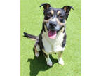 Adopt Omar K76 4/4/23 a Black Shepherd (Unknown Type) / Mixed dog in San Angelo