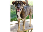 Adopt Ossie K27 4/4/23 a Brown/Chocolate German Shepherd Dog / Mixed dog in San