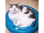 Adopt Luna a White Domestic Shorthair / Mixed cat in Leesburg, FL (37710451)