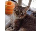 Adopt Jose a Gray or Blue Domestic Shorthair / Mixed cat in Leesburg