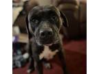 Adopt Bea a Brindle Mixed Breed (Medium) / Mixed dog in Port Richey