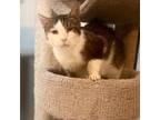 Adopt Dumpi 2022 a White Domestic Shorthair / Mixed cat in Bensalem