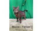 Adopt mayzie a Brown Tabby Domestic Shorthair (short coat) cat in Fairmont