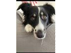 Adopt Myla a Merle Australian Shepherd / Mixed dog in Milford, CT (36308256)