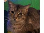 Adopt Amaretto a Gray, Blue or Silver Tabby Domestic Mediumhair (long coat) cat