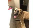 Adopt Denver a Tan/Yellow/Fawn Anatolian Shepherd / Mixed dog in Charlotte