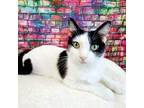 Adopt Catrick Swayze a Black & White or Tuxedo Domestic Shorthair (short coat)