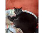 Adopt Barry White a All Black Domestic Shorthair / Mixed cat in Pittsburgh